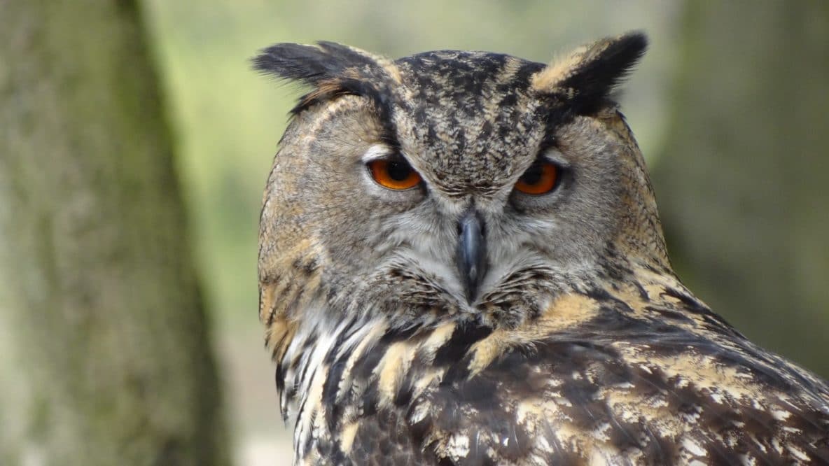 Night owls can 'retrain' their body clocks to improve well-being